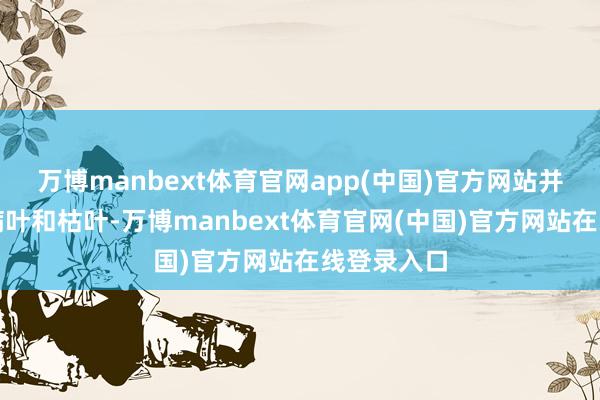 万博manbext体育官网app(中国)官方网站并断根整个病叶和枯叶-万博manbext体育官网(中国)官方网站在线登录入口